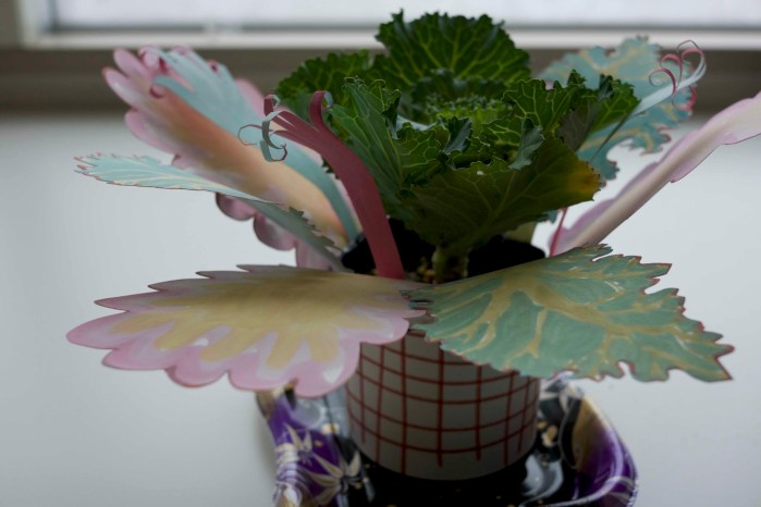 Ida Lawrence - The Plants in Hokkaido are weird, side 2015