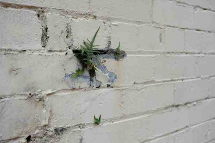 Ida Lawrence - Glebe Streetscape photo 20